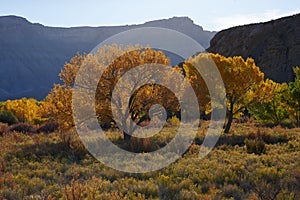 Autumn Cottonwood Trees in Southern Utah