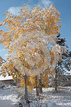 Autumn cottonwoods with snow