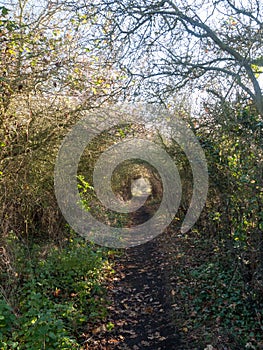 Autumn country pathway hedge holloway no people path countryside