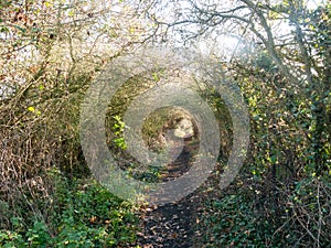 Autumn country pathway hedge holloway no people path countryside photo