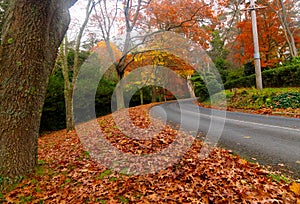 Autumn on the country road