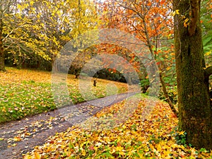 Autumn on the country road