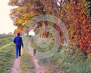 Otono campo el perro un caminante 