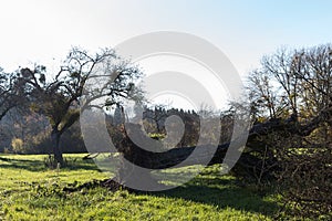 autumn countryside landscape with deadfallen trees and blue sky