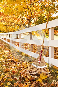 Autumn in the countryside with rake leaning up against white picket fence under maple trees with fallen leaves