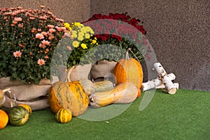 Autumn cozy mood composition. Pumpkins, c wooden tray. Autumn, fall, hygge home decor. Selective focus. Copy space.