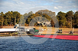 Autumn Cranberry harvest on Cape Cod Massachusetts