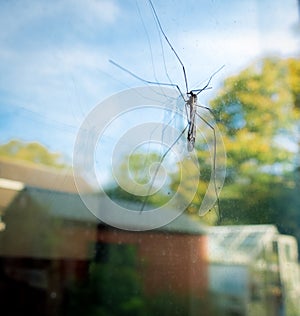 Autumn crane fly on a window with an English back garden behind