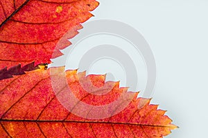 Autumn creative composition. Dried leaves on white background. Fall concept. Autumn background. Flat lay, top view, copy