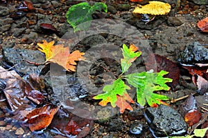 Autumn Creek Background photo