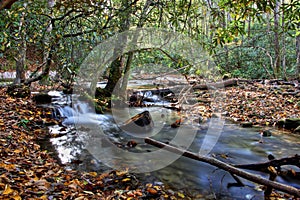 Autumn Creek And Forest