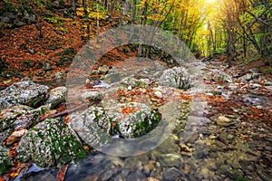 Autumn creek woods with yellow trees foliage and rocks