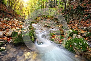 Autumn creek woods with yellow trees foliage and rocks in forest