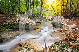 Autumn creek woods with yellow trees foliage and rocks in forest