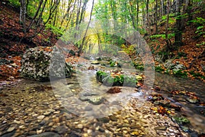 Autumn creek woods with yellow trees foliage and rocks in forest