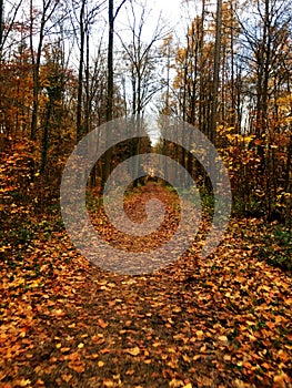 Autumn creek woods with yellow trees foliage and rocks in forest mountain