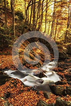 Autumn creek woods with yellow trees foliage and rocks in forest mountain