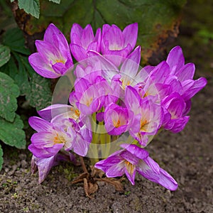 Autumn crocus