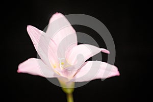 Autumn Crocus Black Background Macro