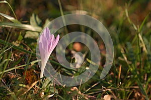 Autumn Crocus blooming autumn flower