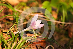 Autumn Crocus blooming autumn flower