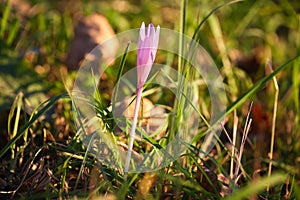 Autumn Crocus blooming autumn flower