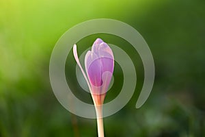 Autumn Crocus blooming autumn flower