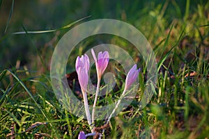 Autumn Crocus blooming autumn flower