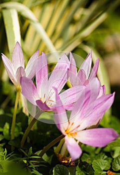 Autumn crocus (Colchicum autumnale) photo