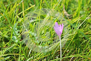 Autumn crocus Colchicum autumnale against green meadow background