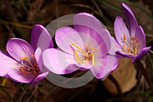 Autumn Crocus(Colchicum autumnale) closeup photo