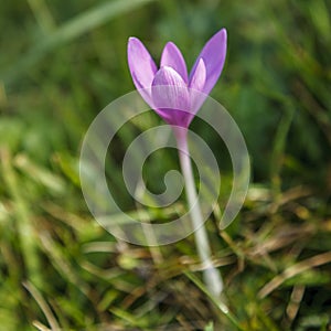 Autumn Crocus Flower