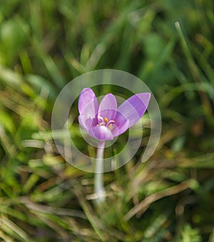 Autumn Crocus Flower