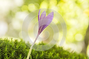 Autumn crocus flower on the green forest moss