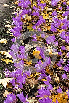 Autumn crocus flowering in dark soil and yellow leaves background, vivid purple Crocus flowers blooming in autumn time