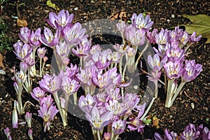 Autumn crocus flowers