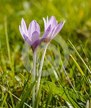 Autumn Crocus Flowers