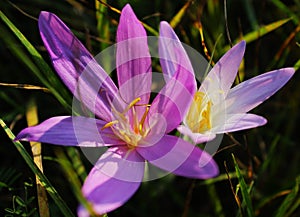 Autumn crocus flowers