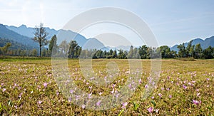 Autumn crocus meadow at moor landscape Murnauer Moos, upper bavaria