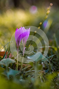 Autumn crocus, meadow suffron