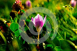 Autumn crocus, meadow suffron.