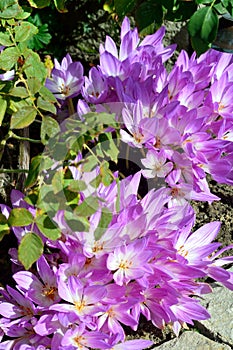 Autumn crocus plant in the garden