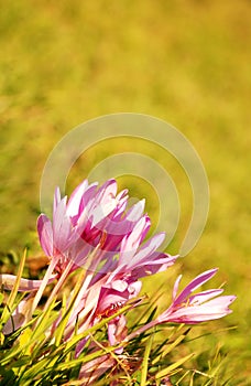 Autumn crocuses photo