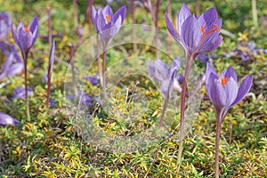 Autumn. Crocuses on the sun-drenched meadow