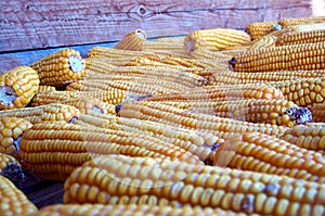 Autumn crop - corn