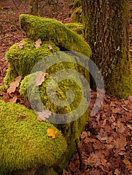 Autumn crop scene with tree and rocks