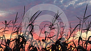 Autumn Crops Sundown Sky Loop