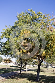 Crown of Honey locust tree also known as Gleditsia triacanthos in Autumn photo