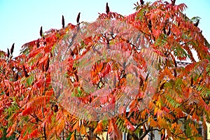 Autumn crown of reindeer sumac Rhus typhina L