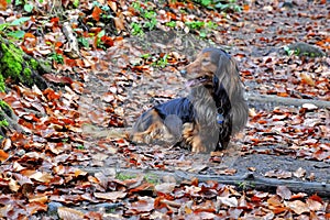 Autumn dachshund dog